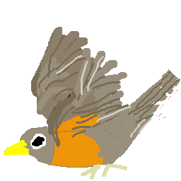 a robin